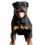 Rottweiler PNG Download Image