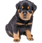 Rottweiler PNG File Download Free