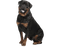 Rottweiler PNG File