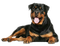 Rottweiler PNG Free Download