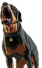 Rottweiler PNG Free Image