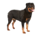 Rottweiler PNG HD Image