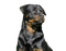 Rottweiler PNG High Quality Image