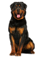 Rottweiler PNG Image HD