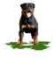 Rottweiler PNG Image