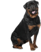 Rottweiler PNG Images