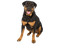 Rottweiler PNG Photo