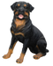 Rottweiler PNG Pic