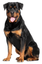 Rottweiler PNG Picture