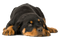 Rottweiler PNG