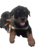 Rottweiler Puppy PNG Clipart