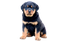 Rottweiler Puppy PNG Free Download