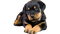 Rottweiler Puppy PNG Free Image