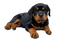 Rottweiler Puppy PNG Image