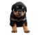 Rottweiler Puppy