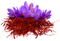 Saffron PNG Image File