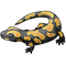 Salamander Lizard PNG Picture