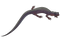 Salamander Lizard Transparent