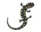 Salamander Lizard