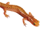 Salamander PNG Download Image