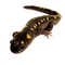 Salamander PNG File Download Free