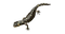 Salamander PNG File