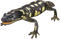 Salamander PNG Free Image