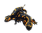 Salamander PNG Photo