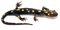 Salamander PNG