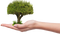 Save Tree PNG HD