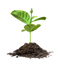 Save Tree PNG Picture