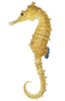 Seahorse Free Download PNG