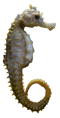 Seahorse Free PNG Image