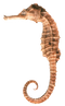 Seahorse PNG Clipart