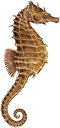 Seahorse PNG File