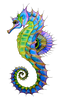 Seahorse PNG HD