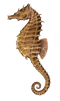 Seahorse PNG Image