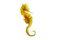 Seahorse PNG Picture