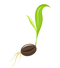 Seed Free PNG Image