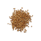 Seed PNG