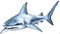 Shark Free Download PNG