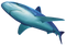 Shark PNG File