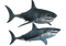 Shark PNG HD