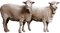 Sheep Download PNG