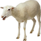 Sheep Free Download PNG