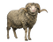 Sheep Free PNG Image