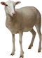 Sheep PNG Clipart