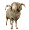 Sheep PNG File