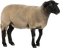 Sheep PNG Image