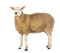 Sheep PNG Pic